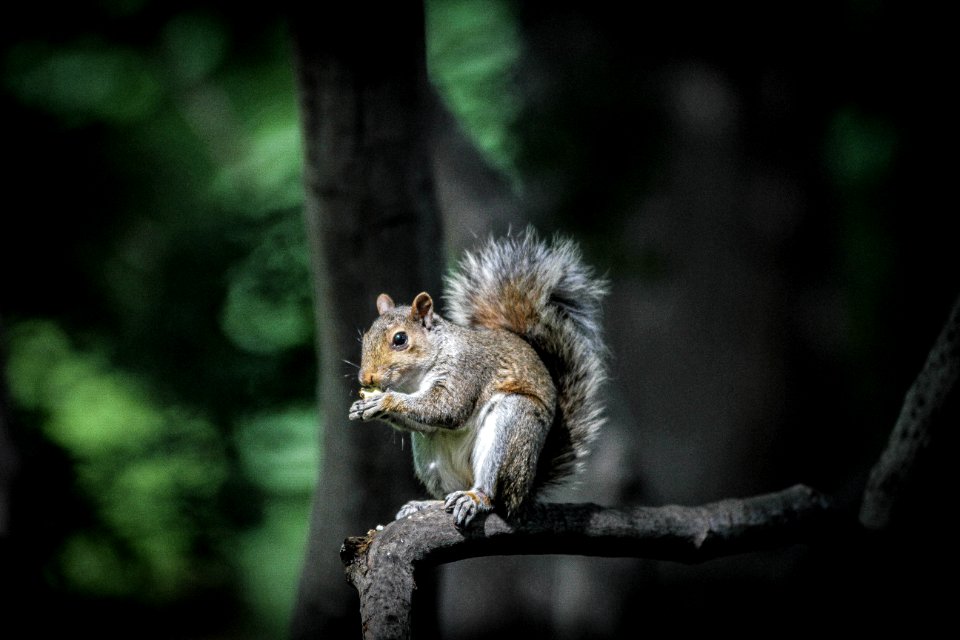 Brown And Black Squirrel Standing On Tree Branch During Daytime