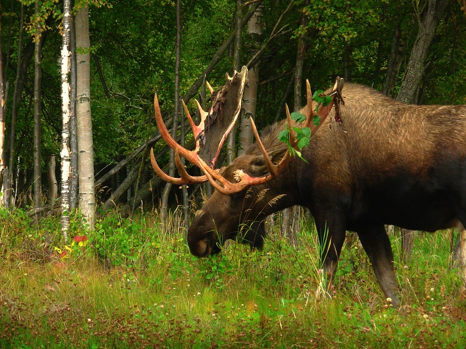 Wildlife antlers male