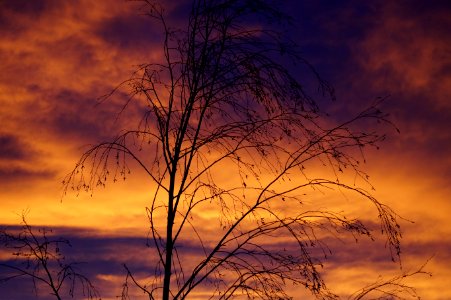 Bare Tree At Sunset photo