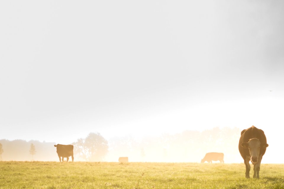 Cows In Country Field