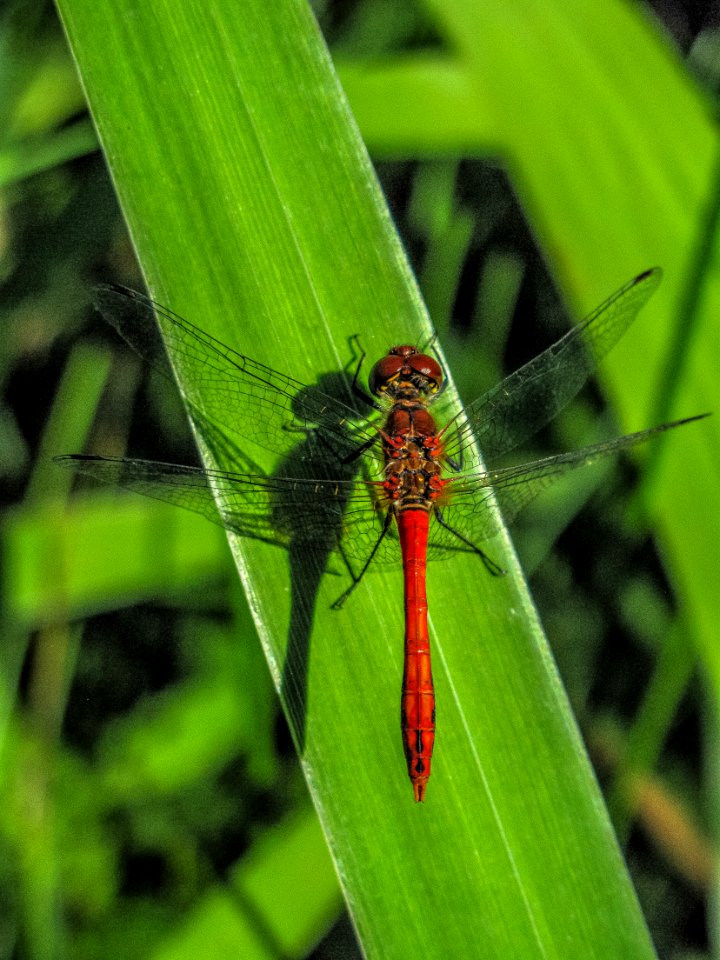 Dragonfly On Leaf