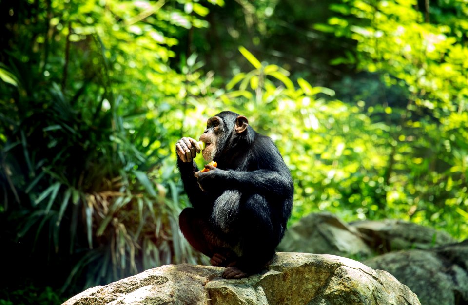 Chimpanzee at the North Carolina Zoological Park in Asheboro, North Carolina. Original image from Carol M. Highsmith’s America, Library of Congress collection.