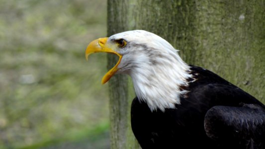 Side View Shot Of Black And White Eagle