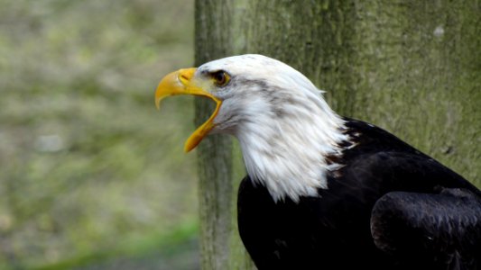 Side View Shot Of Black And White Eagle photo