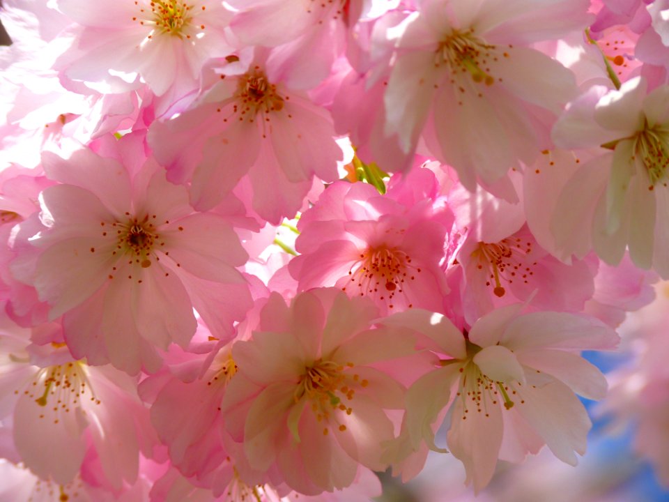 White And Pink Flowers