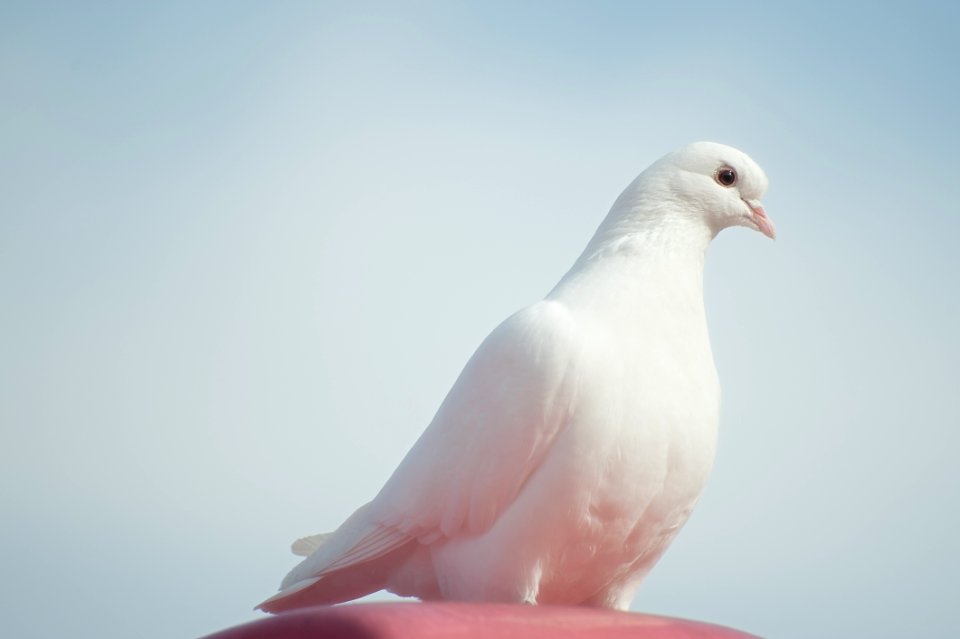 White Dove On Brown Surface Under Blue Sky