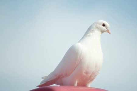 White Dove On Brown Surface Under Blue Sky photo