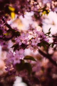 Shallow Photography Of Pink And White Flowers During Daytime photo