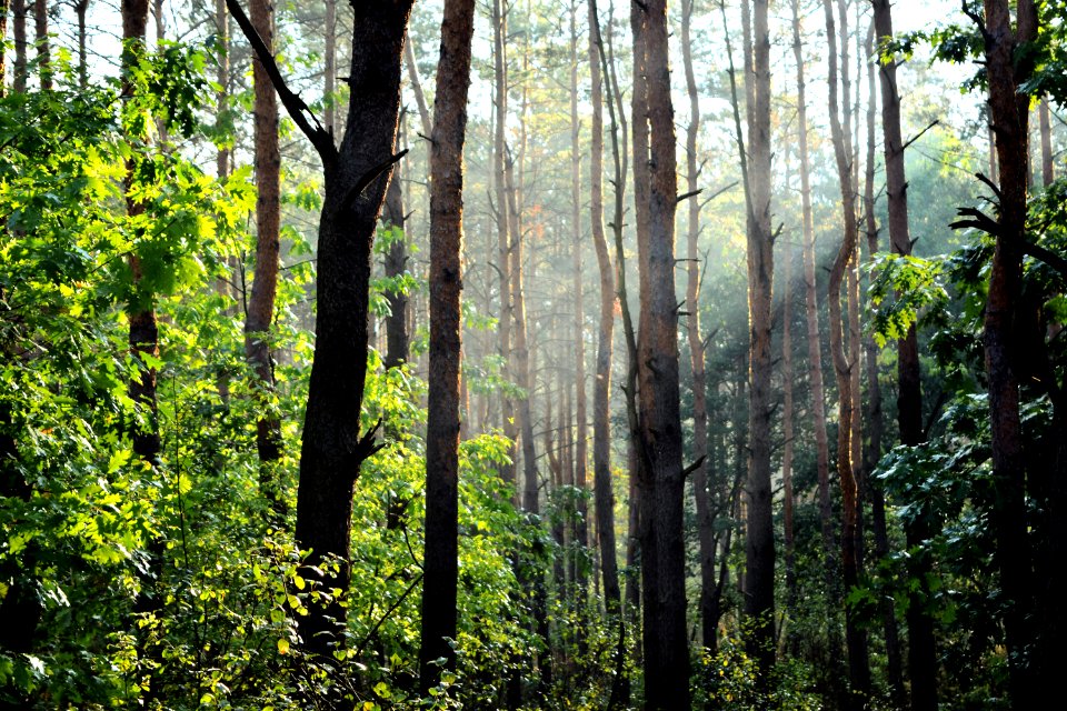 Sunbeams In Forest