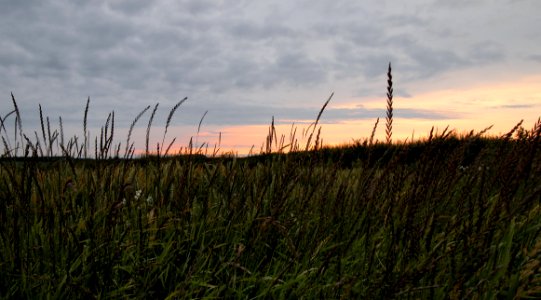 Green Grass Overlooking Sun Set On Horizon