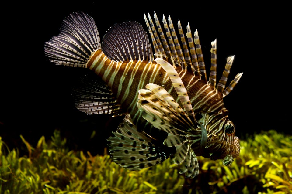 Lionfish In Tank photo