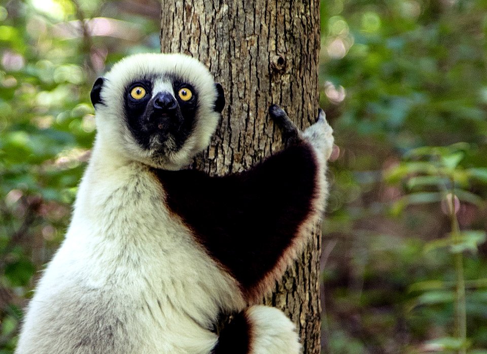 One of the star attractions at the Duke Lemur Center in Durham, North Carolina. Original image from Carol M. Highsmith’s America, Library of Congress collection.