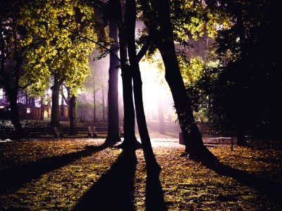 Green Trees Lighted During Night Time