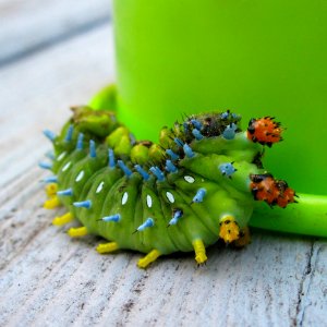 Green Catterpillar