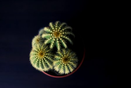 Cactus Plant photo