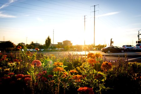 Yellow And Pink Flowers During Sunrise
