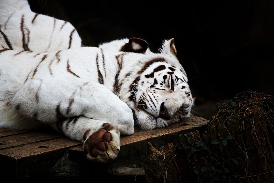 Predator animal wildlife