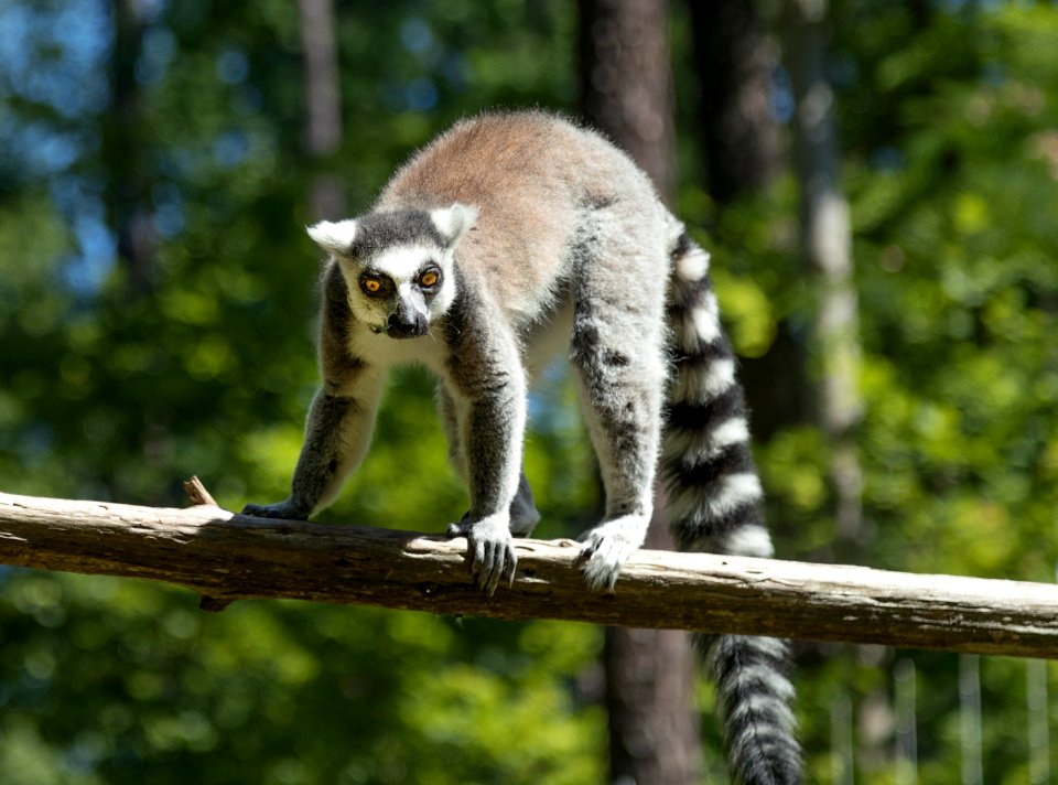 One of the star attractions at the Duke Lemur Center in Durham, North Carolina. Original image from Carol M. Highsmith’s America, Library of Congress collection.