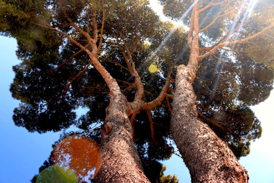Sun Through Tree Top