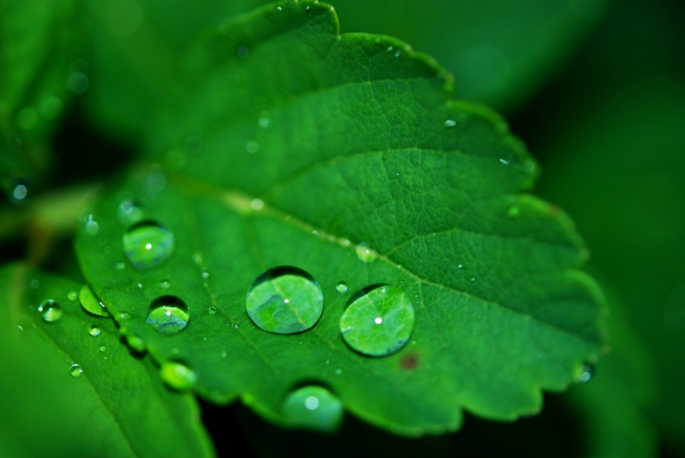 Water Drops On Green Leaf