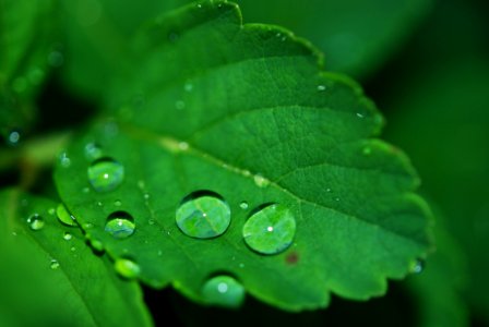 Water Drops On Green Leaf photo
