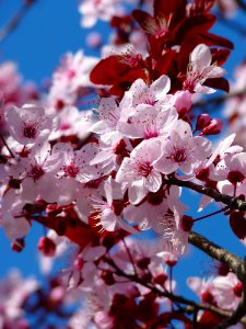 Red Pink And White Petaled Tree During Daytime photo