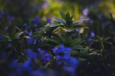 Blue Flowering Green Plaant