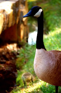 Brown Black And White Goose In Tilt Shift Lens photo