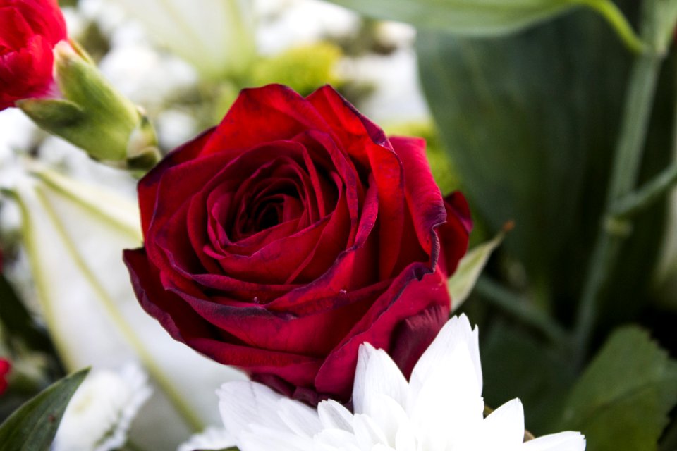 Red Rose