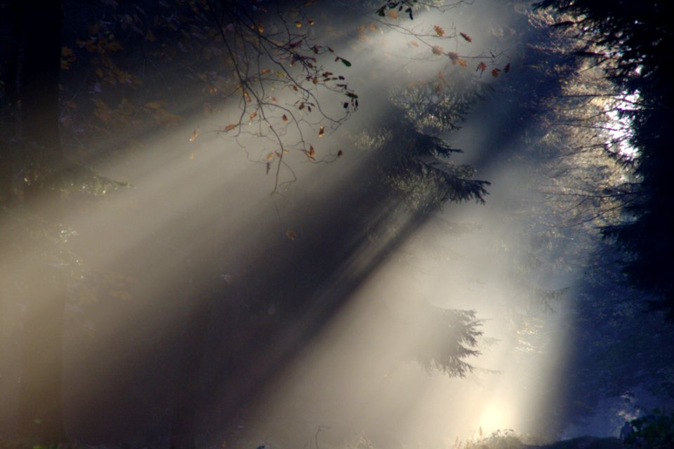 Tall Trees With Shade Of Light