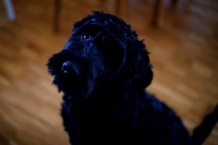 Black Short Coat Dog Sitting On Brown Wooden Floor