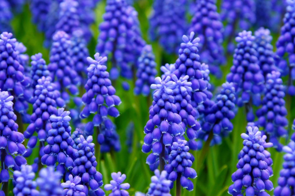 Purple Flower On Green Field