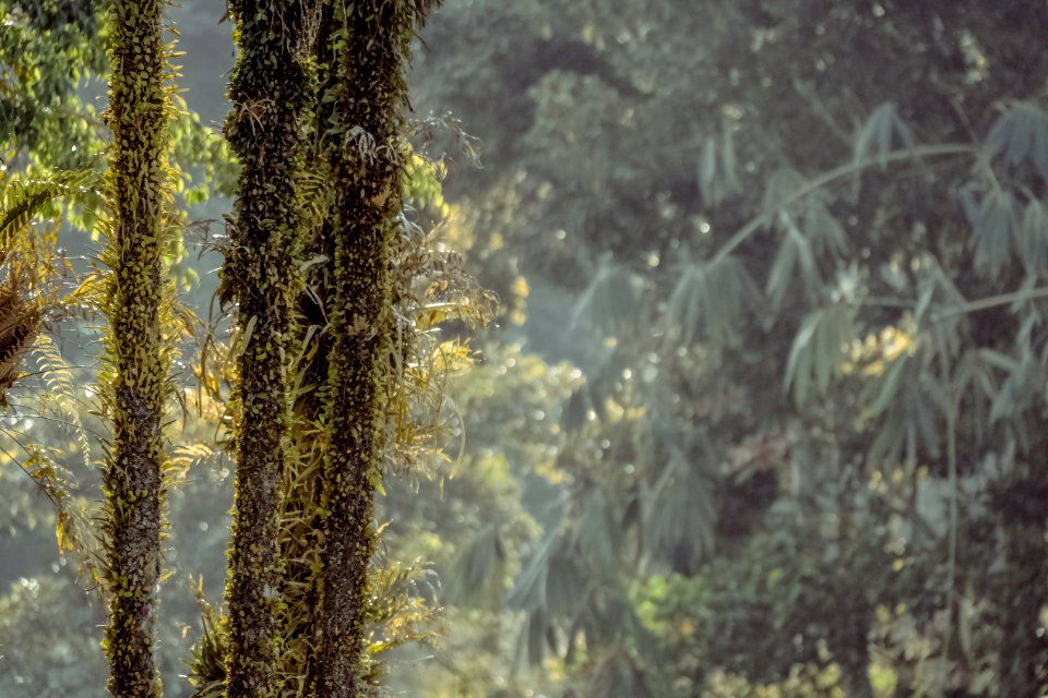 Green Plant On Black Wood During Daytime photo