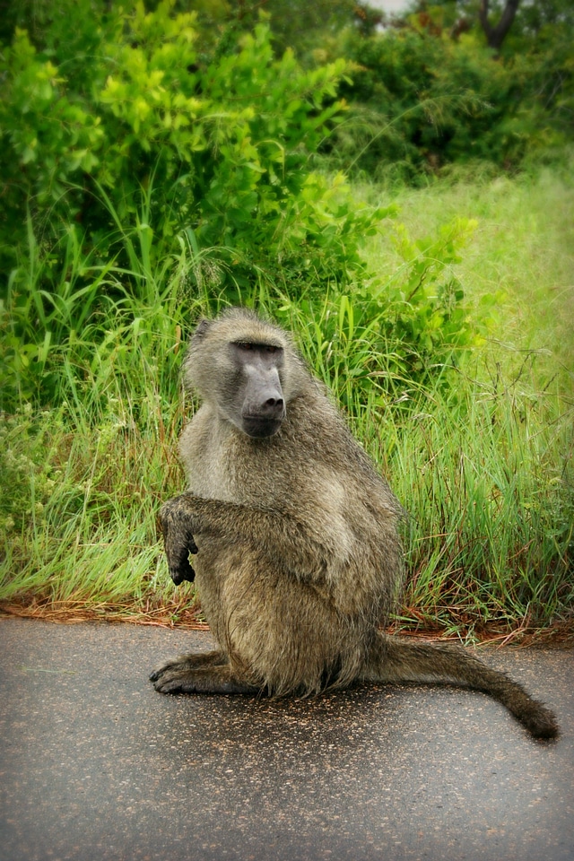 Baboon resting sitting baboon