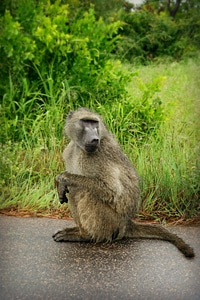 Baboon resting sitting baboon