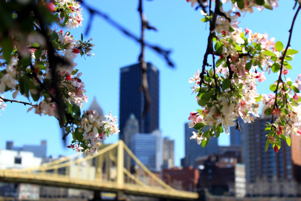 White Flowers On Tree Branch In Front Of Building Structures During Day Time