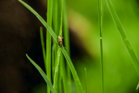 Bug On Green Blade Of Grass photo