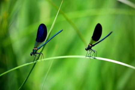 Blue Green And Black Dragonfly On Green Grass photo