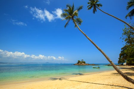 Green Coconut Palm Beside Seashore Under Blue Calm Sky During Daytime