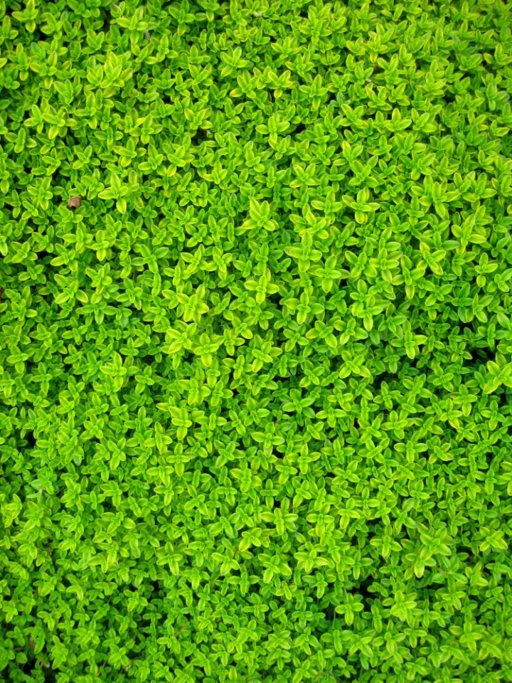 Green Petaled Flower