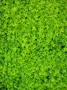 Green Petaled Flower