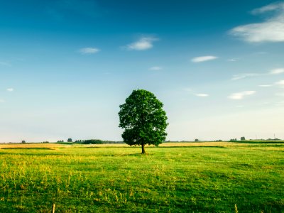 Tall Tree On The Middle Of Green Grass Field During Daytime photo