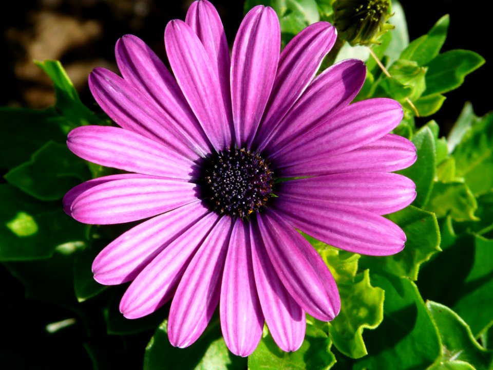 Purple Flower