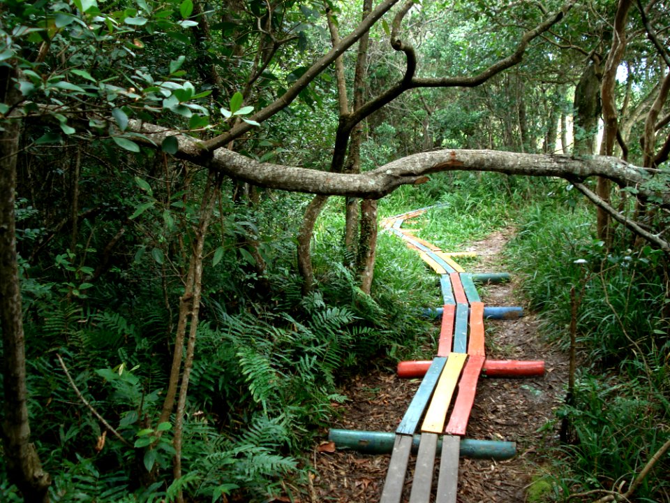 Wooden Path Through Woods photo