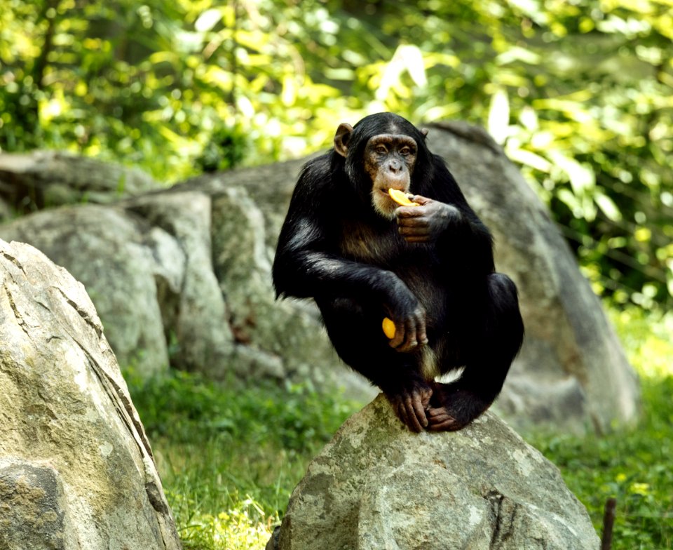 Chimpanzee at the North Carolina Zoological Park in Asheboro, North Carolina. Original image from Carol M. Highsmith’s America, Library of Congress collection.