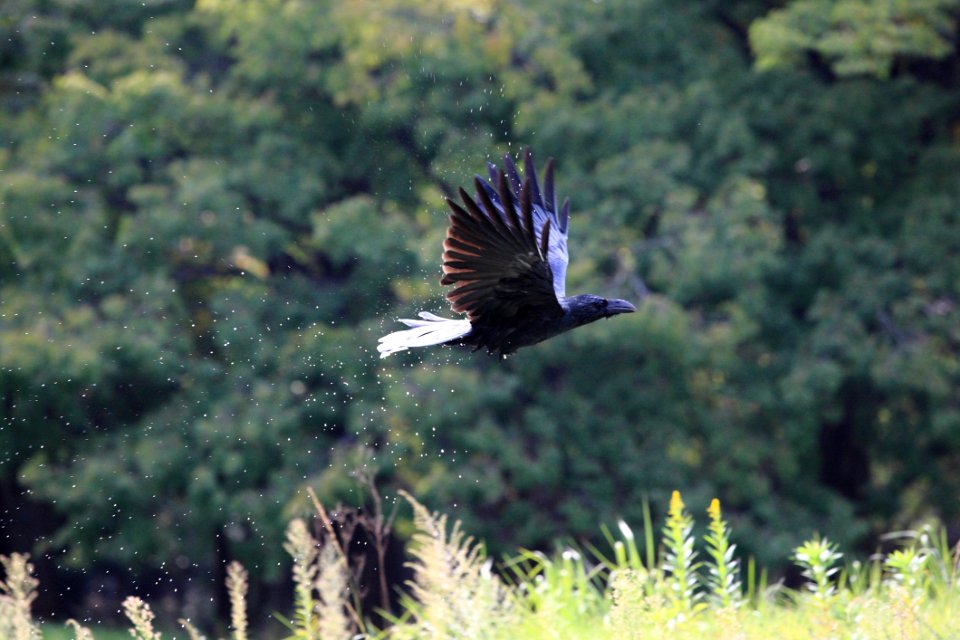Black Bird Flying Near Green Grass During Daytime