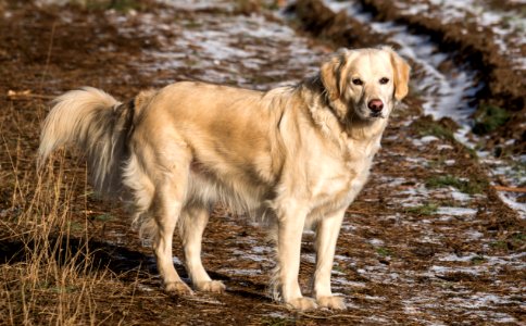 Yellow Labrador Retriever On Green And Brown Grassy Road photo