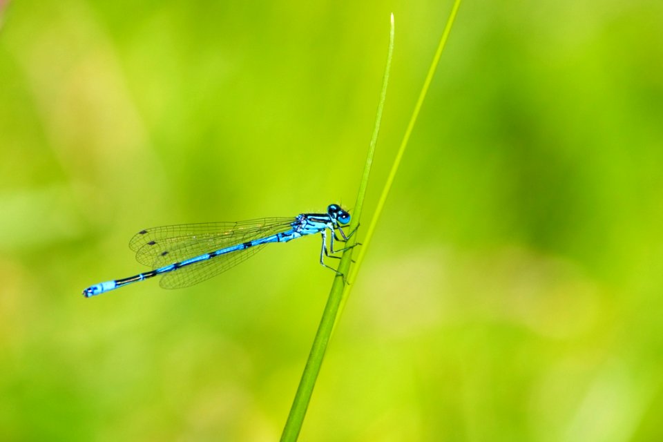 Blue And Black Dragonfly