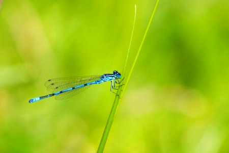 Blue And Black Dragonfly