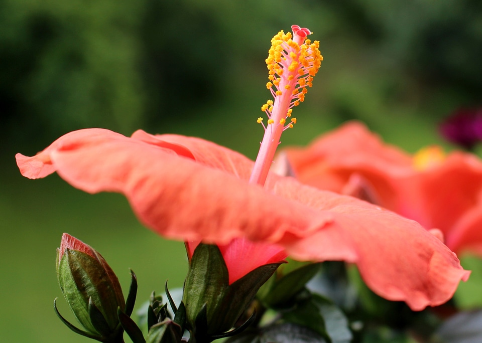 Pistil hibiscus bud